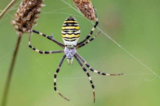 Argiope bruennichi (wasp spider) on web, invasive species of orb-web spider distributed throughout central Europe, Czech Republic wildlife