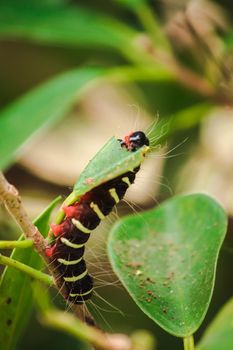 A worm is eating a green leaf to collect food. Before being pupa