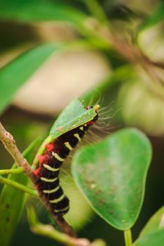 A worm is eating a green leaf to collect food. Before being pupa