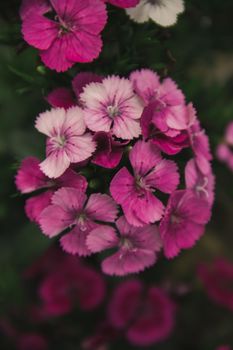 Dianthus is a genus of carnations with beautiful, eye-catching flowers.