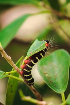 A worm is eating a green leaf to collect food. Before being pupa