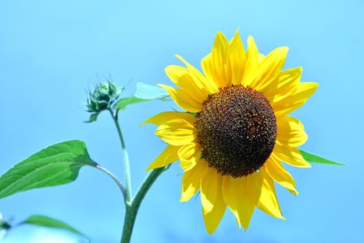 sunflower on a blue sky