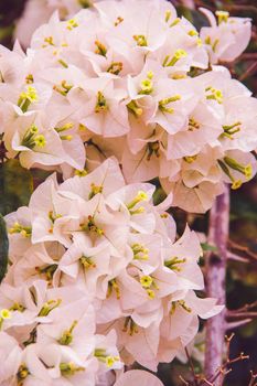 Bougainvillea is axillary or branched. Is a perennial plant of the bush type