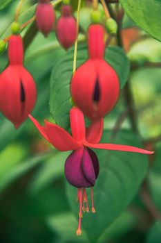 Fuchsia is a genus of flowering plants. Usually a shrub