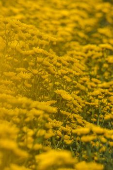 Yellow Chrysanthemum Flower is a flower of good fortune. Chrysanthemum is a flower that has been popular all over the world.