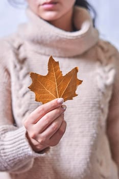 Woman holds in hand a fall leaf. Orange autumn leaf in the hands of a woman. Cropped shot of young woman in warm sweater holding autumnal leaf