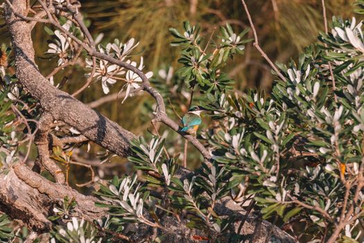 Sacred Kingfisher Perched in a Tree. High quality photo