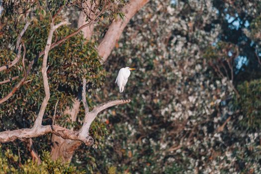 An Egret resting in the tree. High quality photo