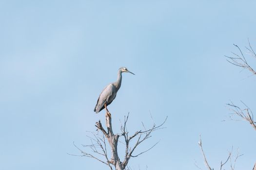 White Faced Heron perched on a tree branch scratching itself. High quality photo