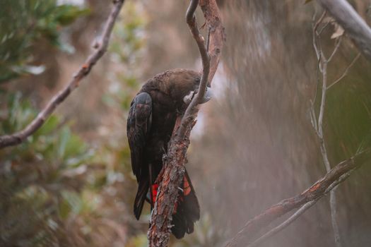 Glossy black cockatoo sitting in a tree. High quality photo