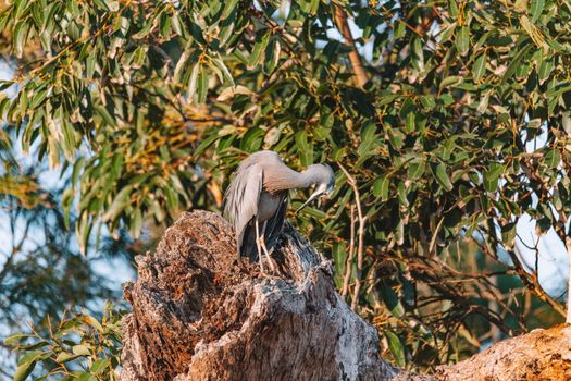 White Faced Heron perched on a tree branch scratching itself. High quality photo