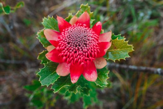 Australian native red and magenta Waratah flower. Flower head. High quality photo