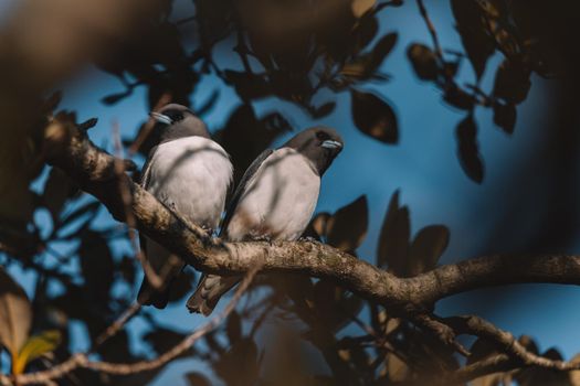 White-breasted Woodswallow (Artamus leucorhynchus) in Australia. High quality photo