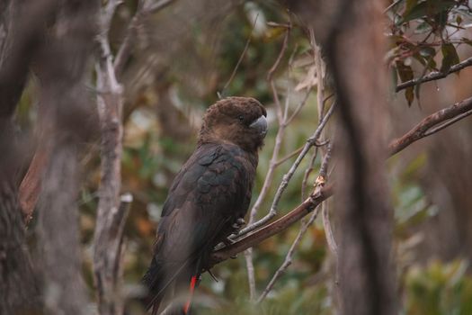 Glossy black cockatoo sitting in a tree. High quality photo