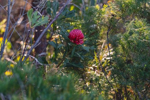 Australian native red and magenta Waratah flower. Flower head. High quality photo