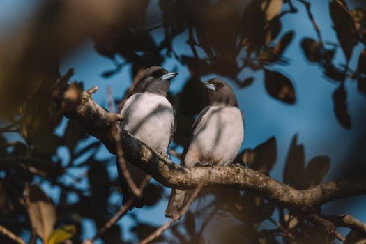White-breasted Woodswallow (Artamus leucorhynchus) in Australia. High quality photo