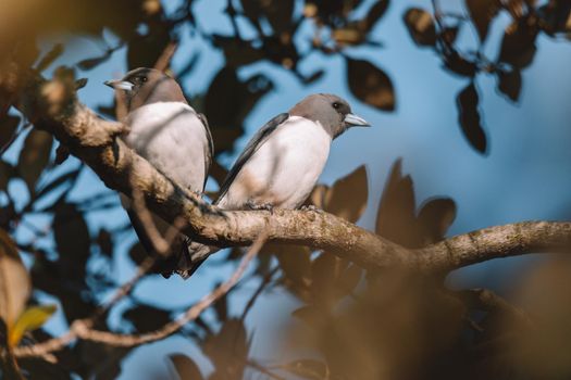 White-breasted Woodswallow (Artamus leucorhynchus) in Australia. High quality photo