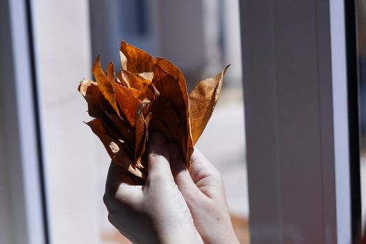 Woman hands hold a pile of fall leaves near the windows. Autumnal concept