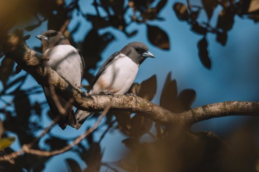 White-breasted Woodswallow (Artamus leucorhynchus) in Australia. High quality photo