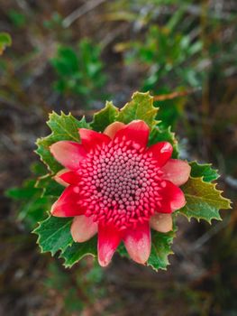 Australian native red and magenta Waratah flower. Flower head. High quality photo