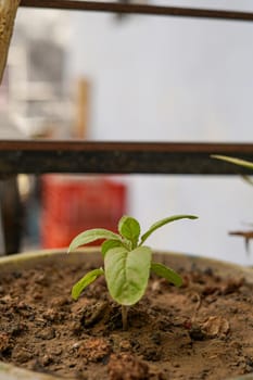 A very small tiny plant in a pot with selective focus