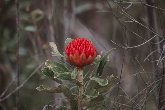 Australian native red and magenta Waratah flower. Flower head. High quality photo