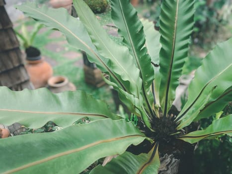 Greenery background, green color of nature plant and leaf environment greenery concept