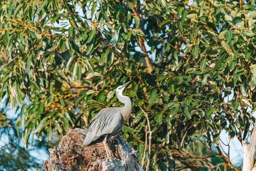 White Faced Heron perched on a tree branch scratching itself. High quality photo