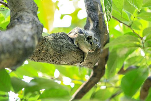 cute squirrel on a branch of a tree