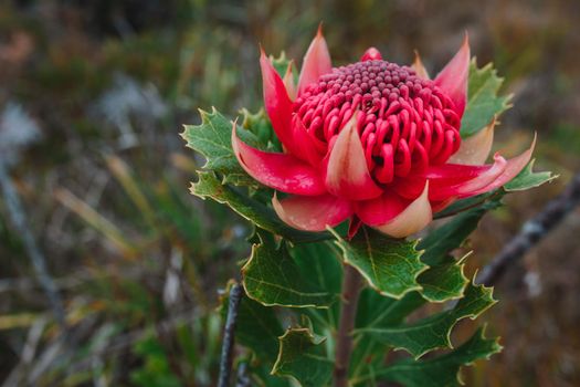 Australian native red and magenta Waratah flower. Flower head. High quality photo