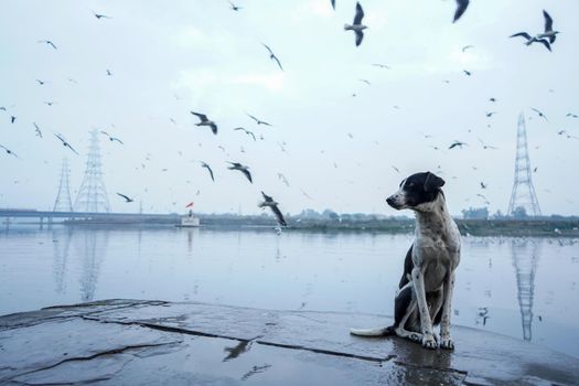 Dog sitting on a bank of a river with many siberian birds flying in the sky.
