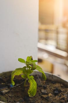 A very small tiny plant with rotten leaves in a pot with selective focus