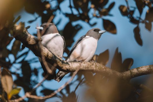 White-breasted Woodswallow (Artamus leucorhynchus) in Australia. High quality photo