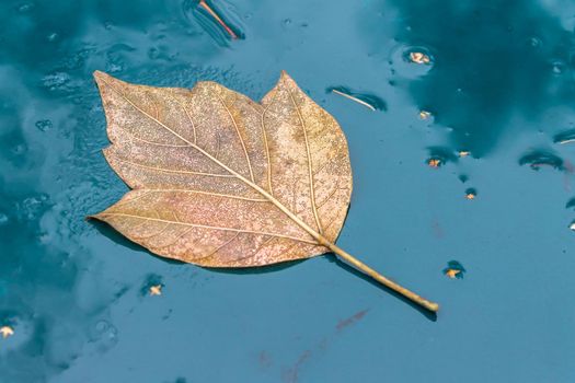 A dry fallen autumn leaf lies on a wet surface, symbolizing the arrival of autumn coolness