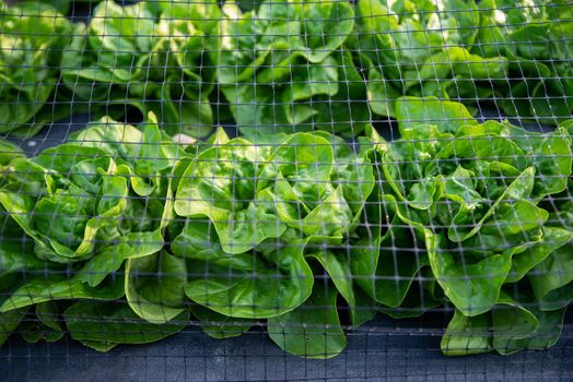 Beautiful fresh lush green leaf lettuce in rows with ground covers and garden netting.
