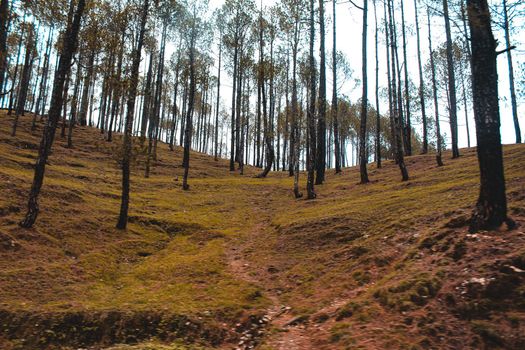 A landscape view of forest in the mountains.