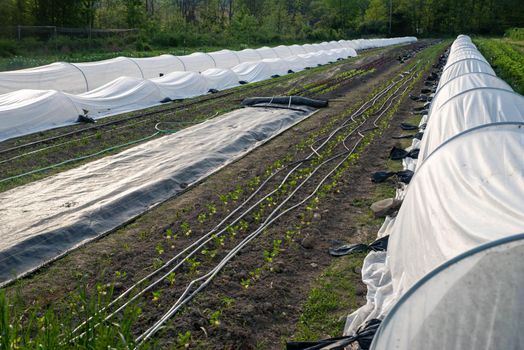 Rows of cilantro and irrigation lines from foreground to background with white fabric row tunnels and plastic ground covers in an organic garden, no people.