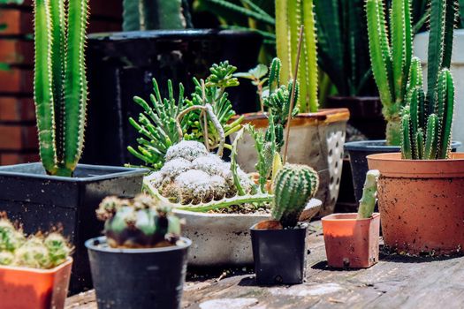 Tiny Potted Cactus. Plants in a pots. Home decor.