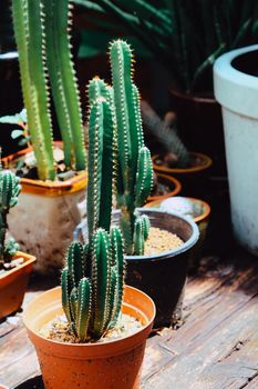 Tiny Potted Cactus. Plants in a pots. Home decor.