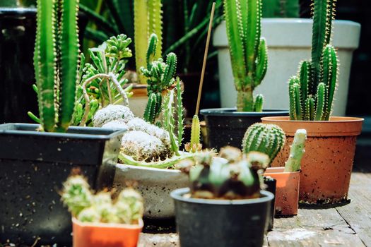 Tiny Potted Cactus. Plants in a pots. Home decor.