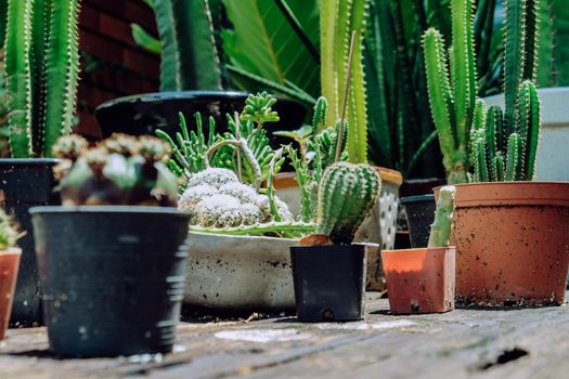 Tiny Potted Cactus. Plants in a pots. Home decor.