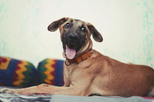 a happy dog sitting on the bed with his tongue out