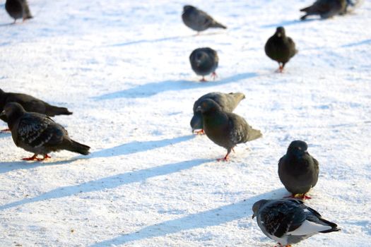 Pigeons walk through the snow on a sunny winter day