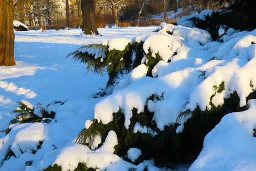 There is snow on a tree branch in the park. The onset of winter, the cold season. Sunny frosty day