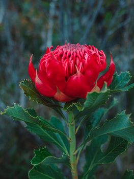 Australian native red and magenta Waratah flower. Flower head. High quality photo