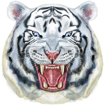 White aggressive tiger with open mouth and huge fangs