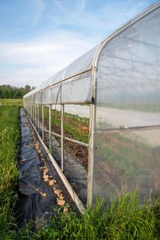 Beautiful vertical image of a greenhouse, side view with green plants visible inside and nature agricultural background green grass field and blue sky. No people with copy space, shot in natural light.