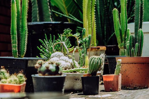 Tiny Potted Cactus. Plants in a pots. Home decor.