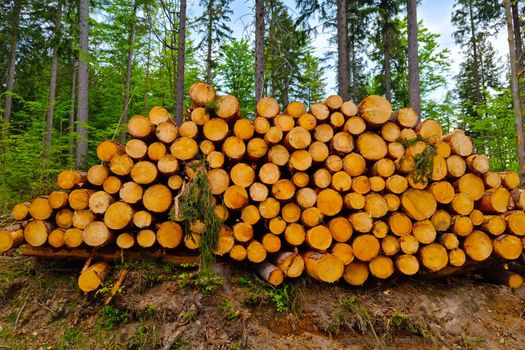 The trunks of felled trees lie on the ground. Deforestation, rising prices of wood, destruction of nature