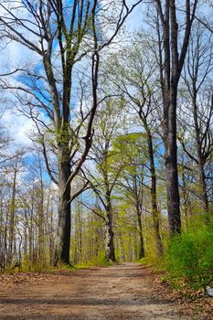 View of the trail in the forest in late autumn or early spring